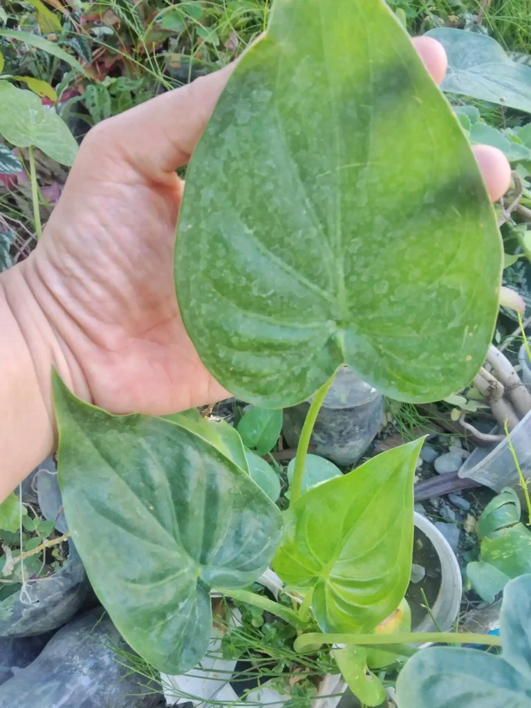 Alocasia Cucullata plant