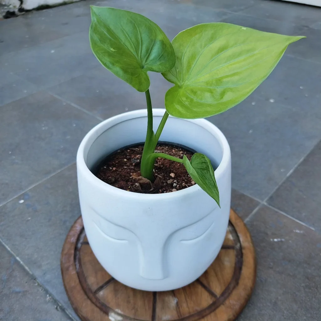 Alocasia Cucullata plant in white pot