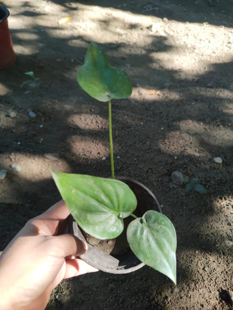 Alocasia Cucullata plant in indoor environment