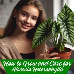 How to Grow and Care for Alocasia Heterophylla