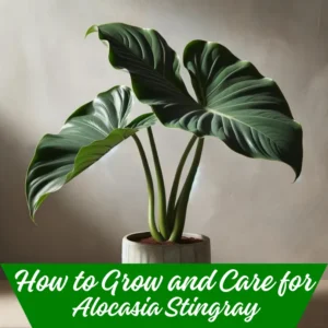 How to Grow and Care for Alocasia Stingray