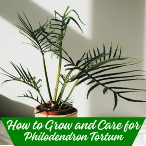 How to Grow and Care for Philodendron Tortum
