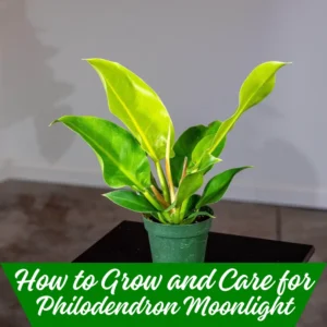 How to Grow and Care for Philodendron Moonlight