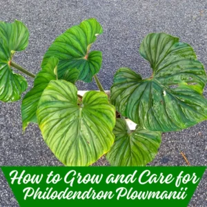 How to Grow and Care for Philodendron Plowmanii